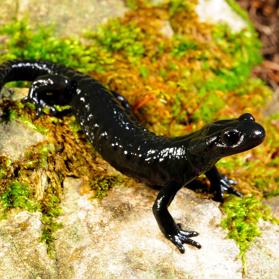 Überlebenskünstler der Alpen: Der Alpensalamander ist Lurch des Jahres
